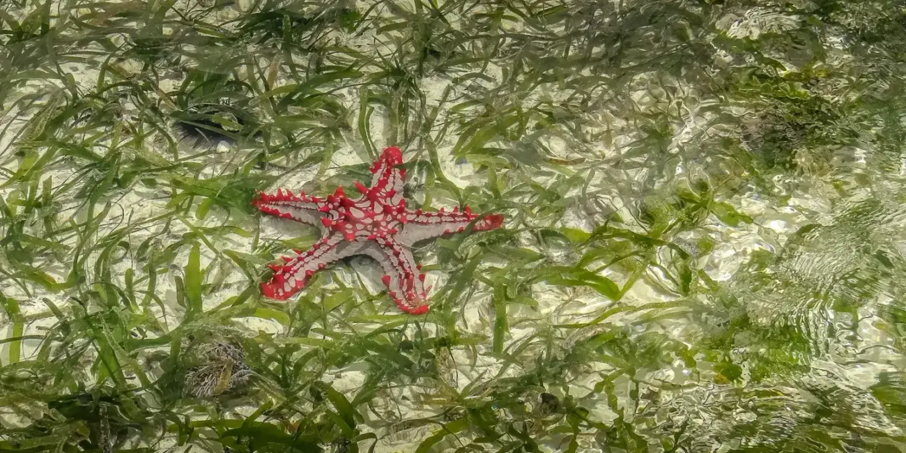 Najkrajšie pláže na Zanzibare