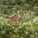 Najkrajšie pláže na Zanzibare