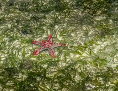 Najkrajšie pláže na Zanzibare: Realita, ceny a skryté turistické pasce, o ktorých musíte vedieť Najkrajšie pláže na Zanzibare