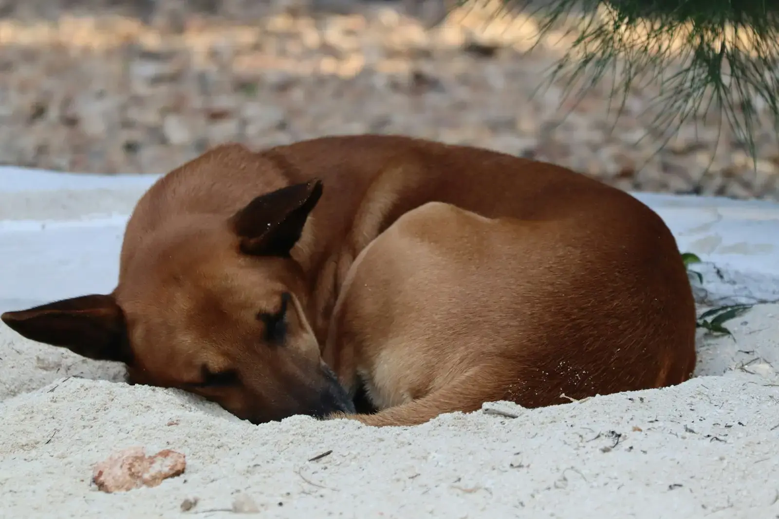 A brown dog laying on top of a sandy beach