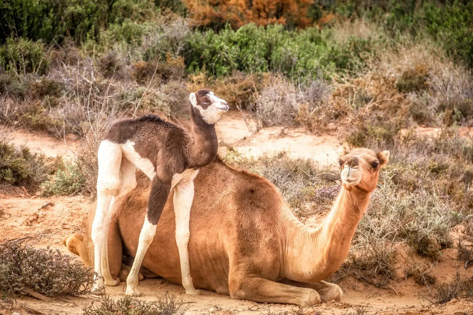 Photo by Peter Schulz brown camel on brown grass field during daytime