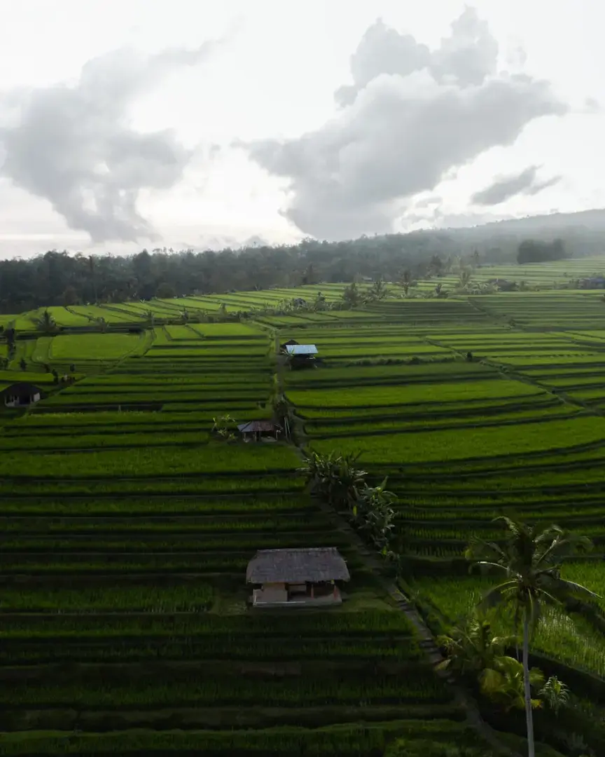 Aerial view of vibrant rice terraces in Bali with dramatic skies above. Perfect for travel and nature themes.