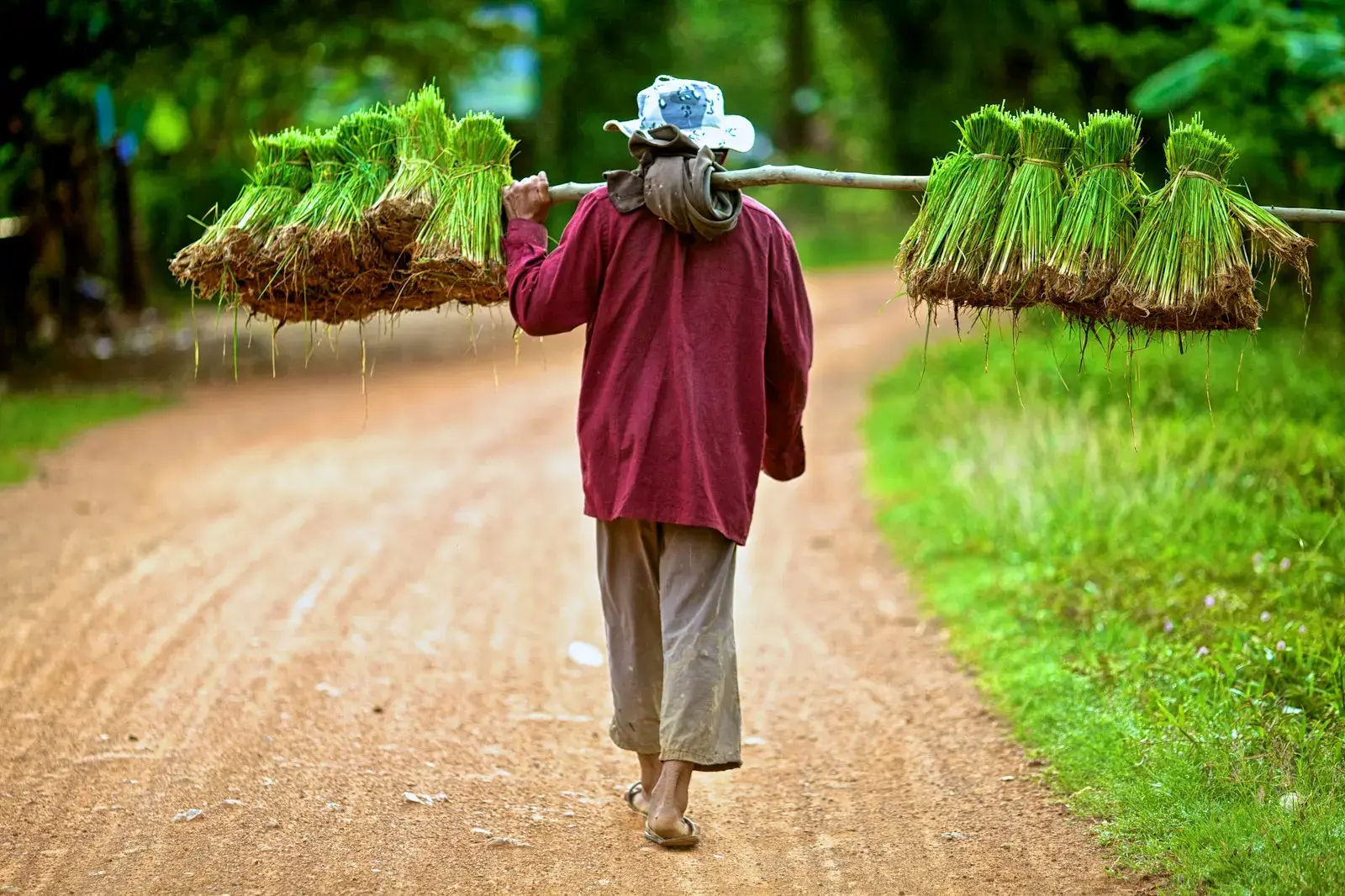 Photo by Ian Taylor Farmer carrying rice seedlings on a dirt road