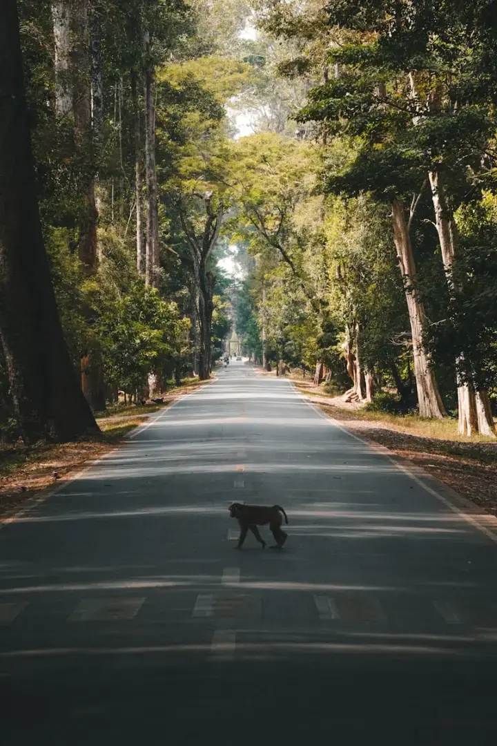 Photo by Kevin Charit A monkey walks across a road lined with trees.