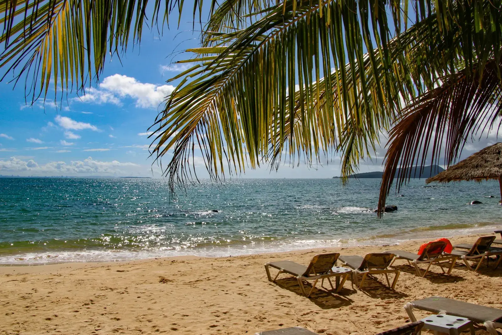 Photo by Aritra Roy palm tree on beach shore during daytime