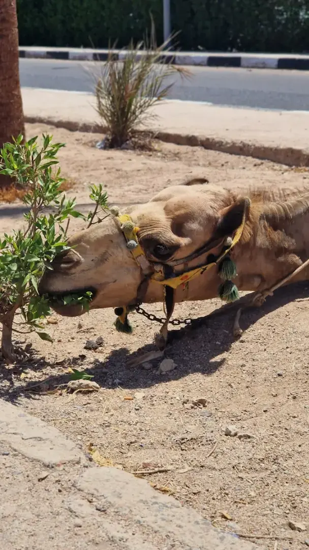 a camel is chewing on a small tree