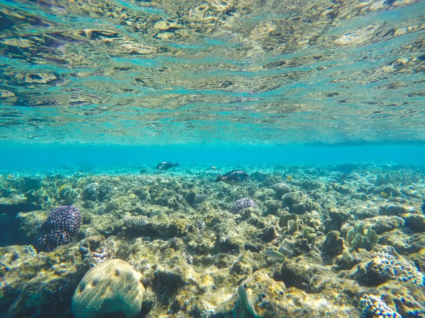 Photo by Iryna Marienko an underwater view of a coral reef in the ocean