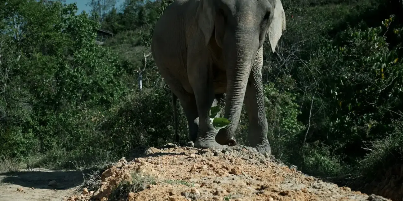 An elephant stands on a dirt mound in a forest.