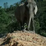An elephant stands on a dirt mound in a forest.