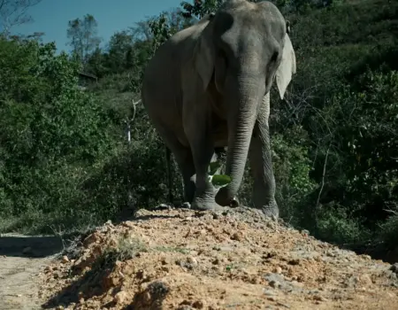 An elephant stands on a dirt mound in a forest.