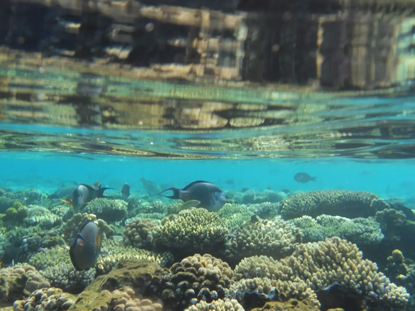 fishes in water