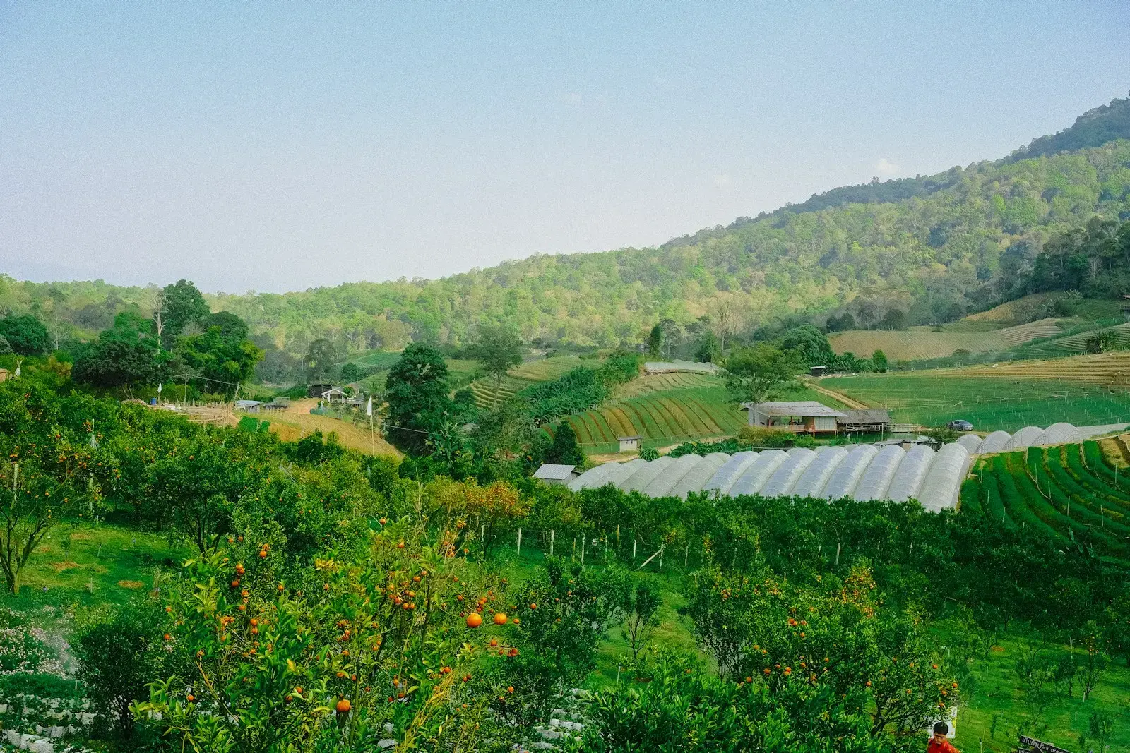 Photo by Putra Mahirudin Rolling green hills with cultivated fields and trees.
