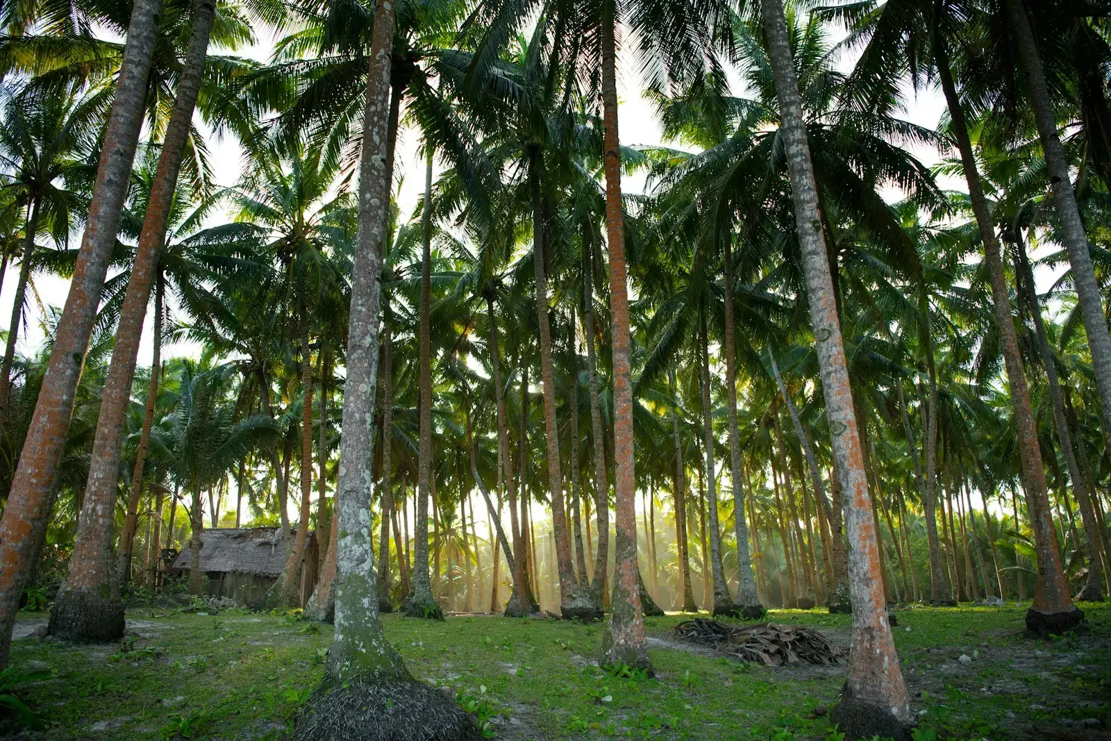 green palm trees on green grass field during daytime