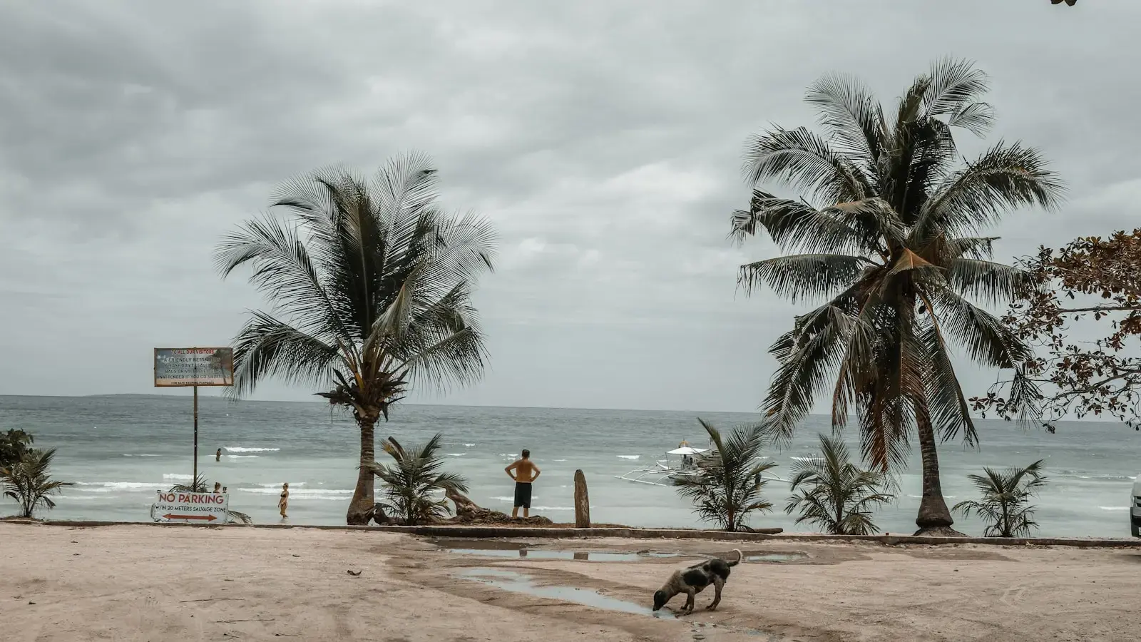 person by tree near shore during daytime