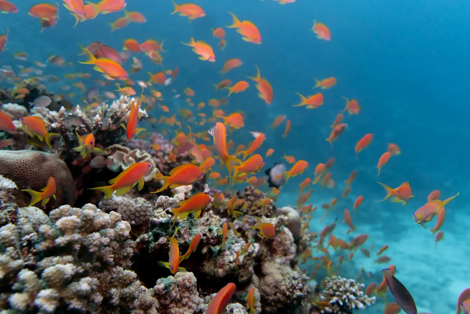 Photo by OLIVER SCHWANEBERG A school of small orange fish swims near coral.