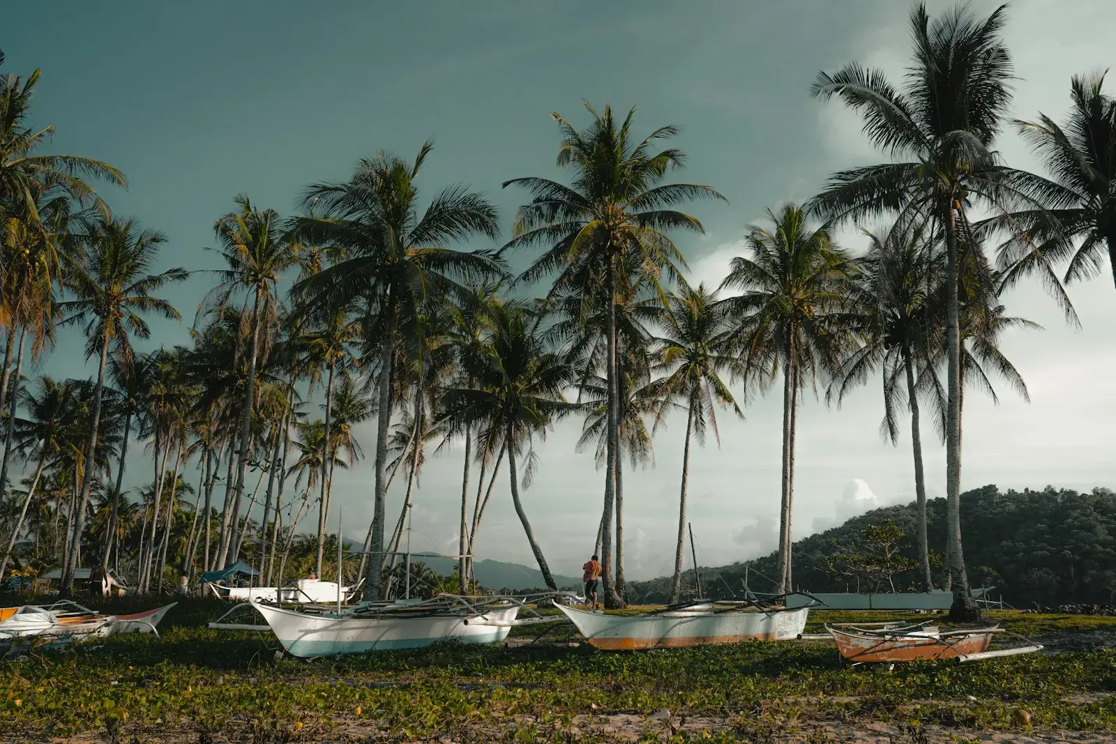 Palm trees line a beach with boats.