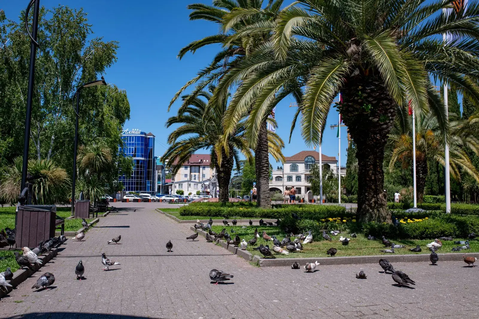 Photo by Oleksiy Yeshtokyn,🌻🇺🇦🌻 A sunny day in an urban park filled with palm trees and pigeons, showcasing a vibrant cityscape.