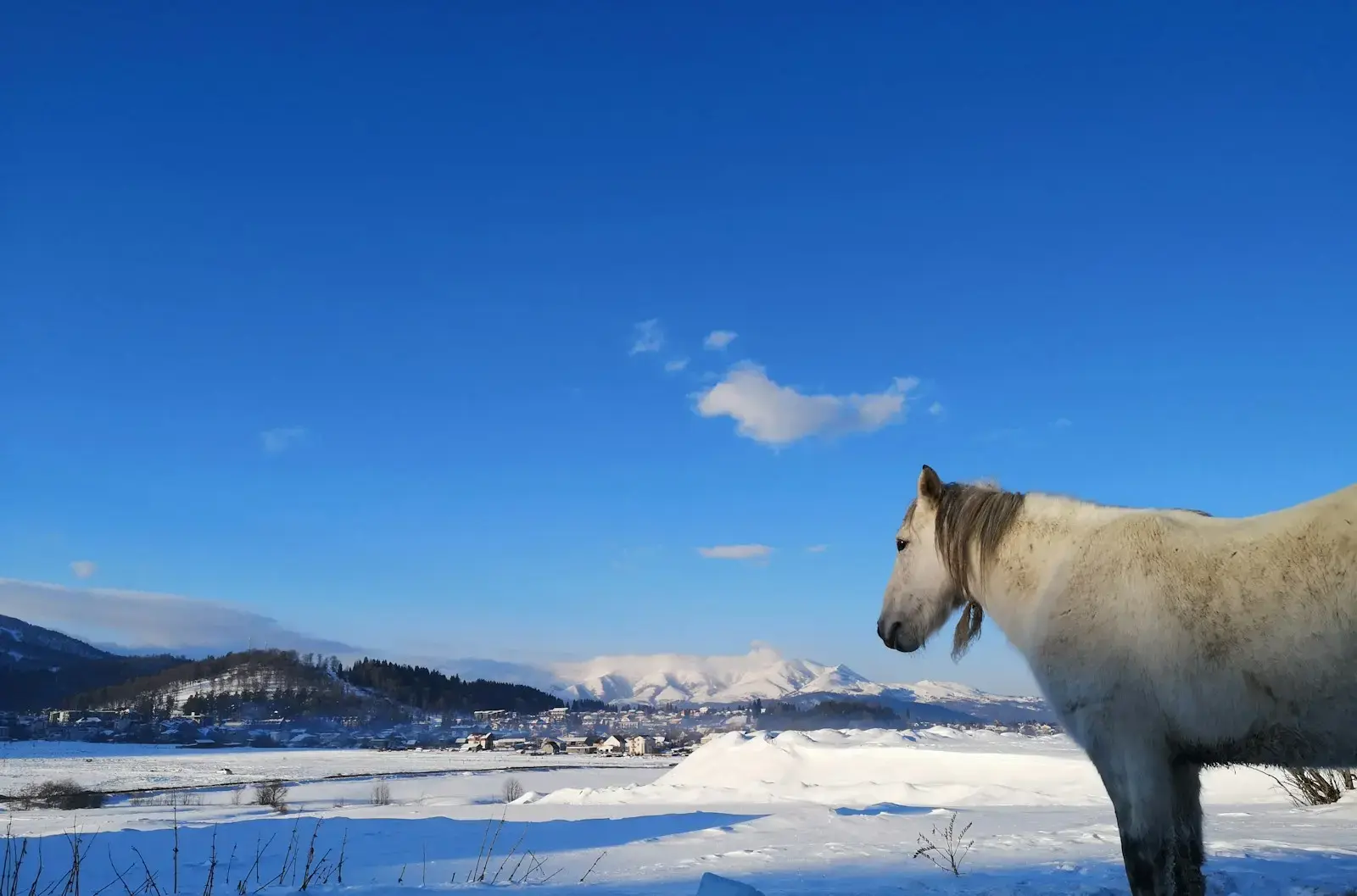 Photo by Marita Kavelashvili white horse standing on snow covered ground