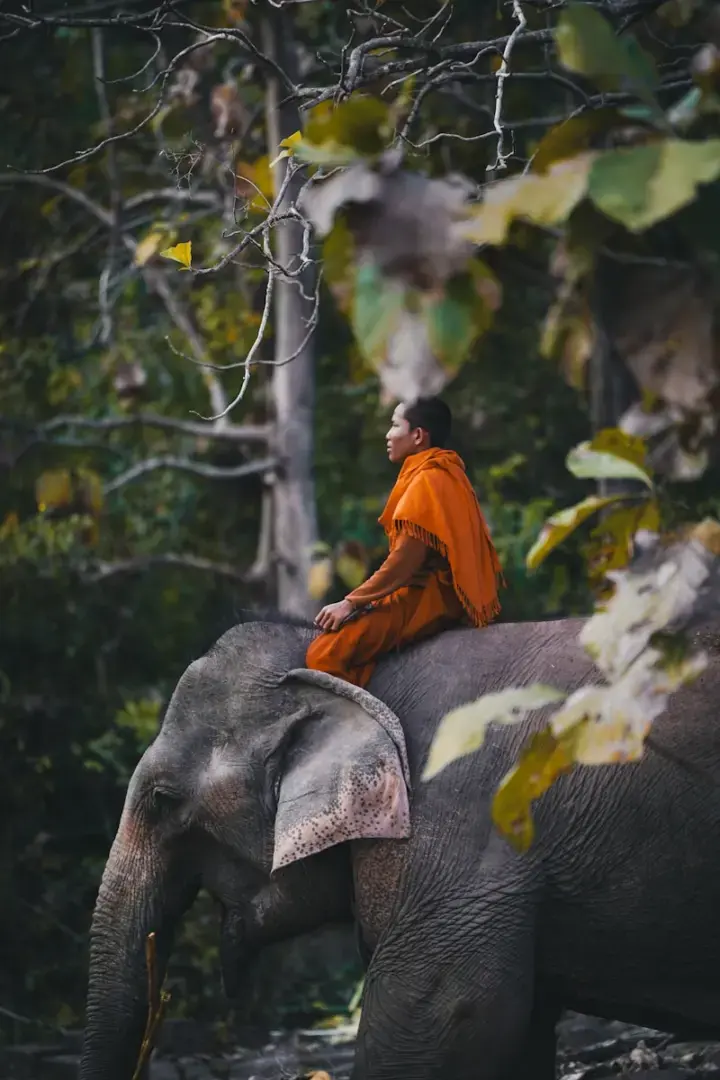Photo by Kevin Charit Monk riding an elephant through a forest