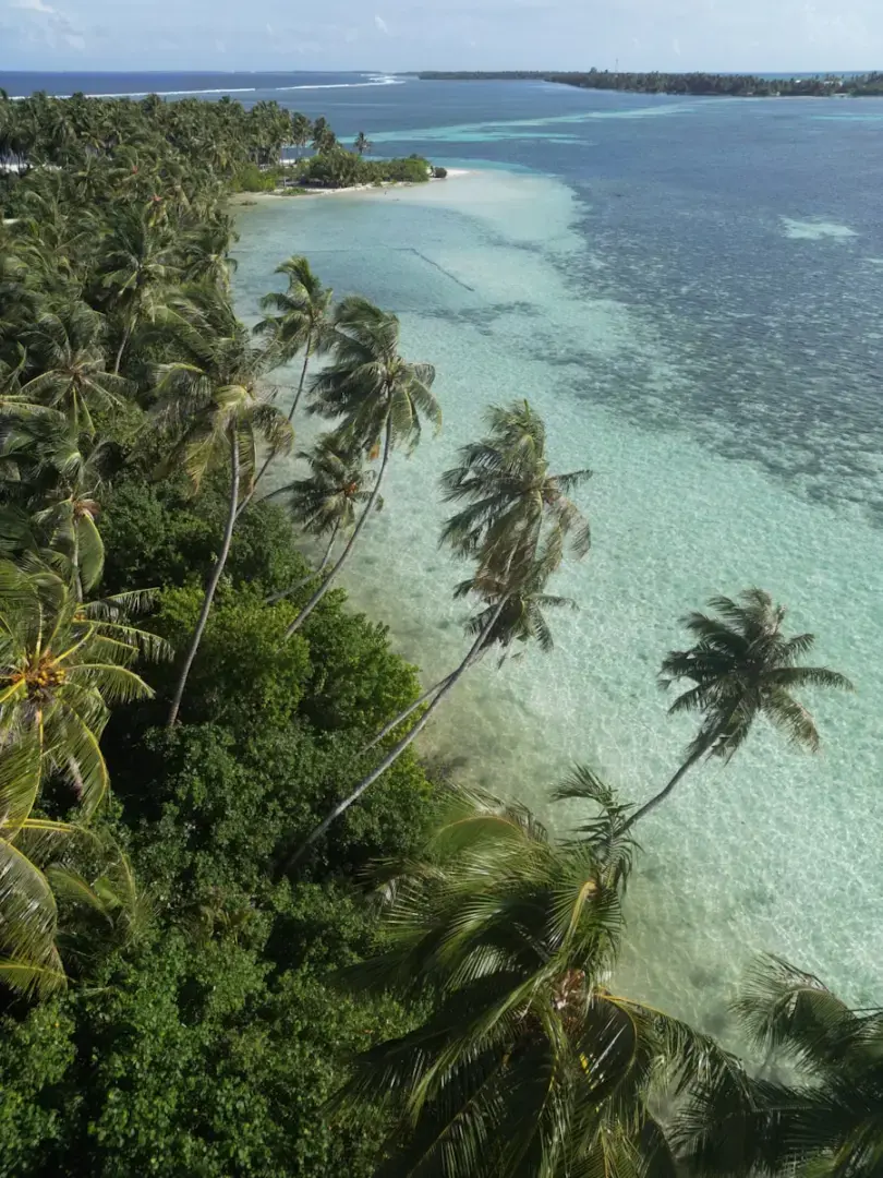 Palm trees line a tropical coastline with clear turquoise water