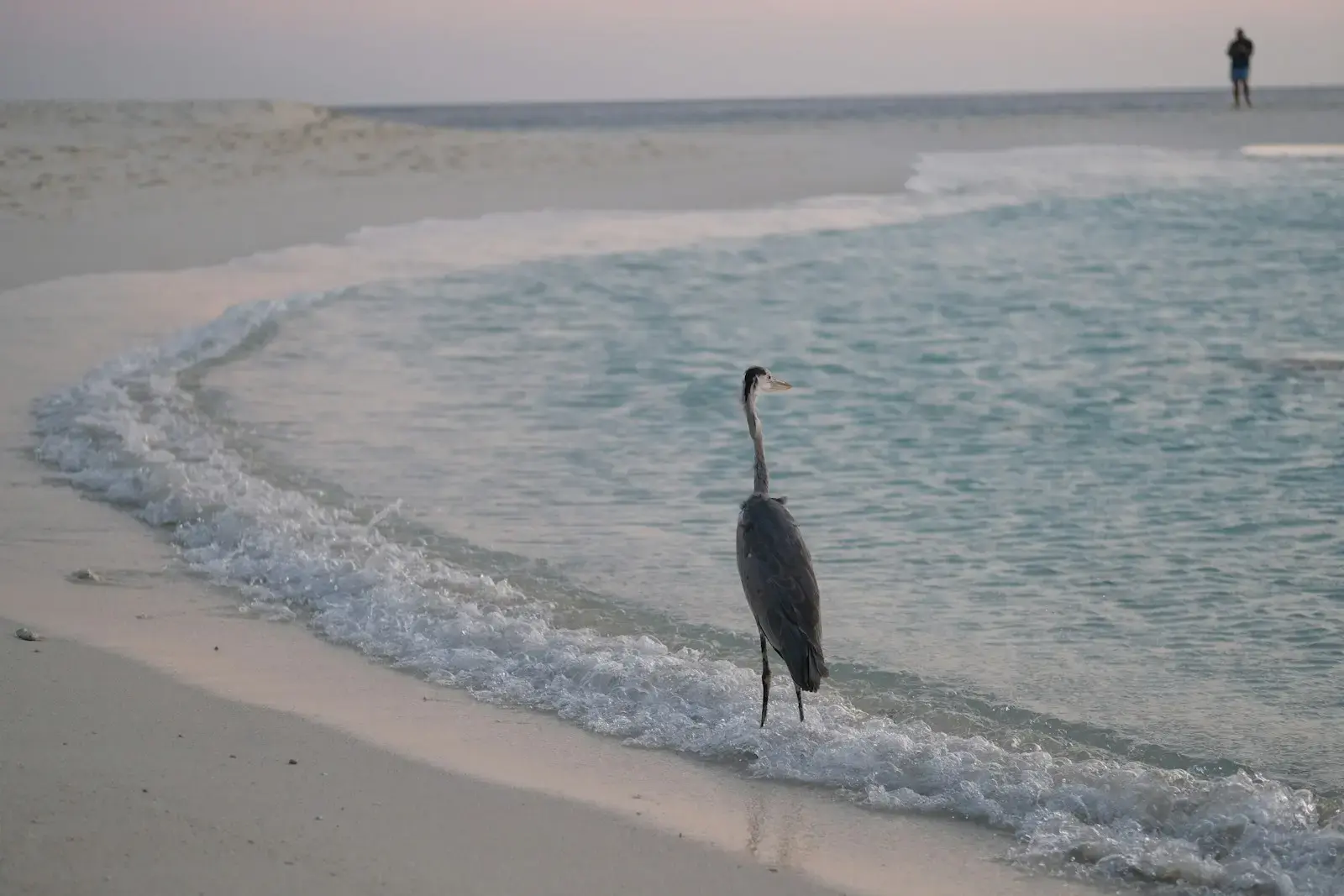 A heron stands on a sandy beach with waves