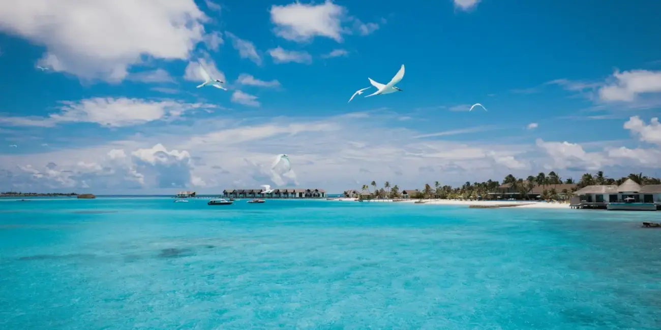 Birds fly over turquoise ocean with beach and bungalows