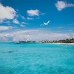 Birds fly over turquoise ocean with beach and bungalows