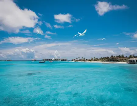 Birds fly over turquoise ocean with beach and bungalows