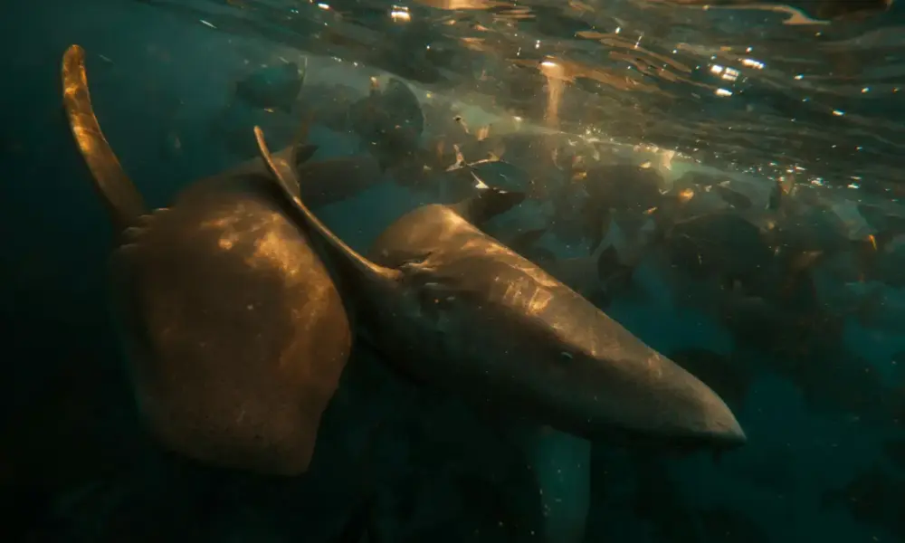 Two rays swim together in the clear ocean water