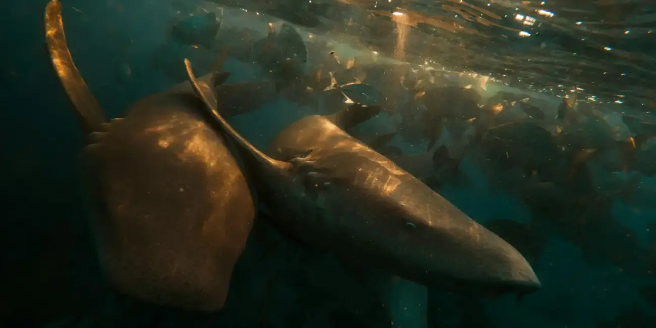 Two rays swim together in the clear ocean water