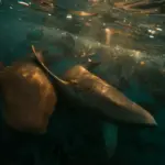 Two rays swim together in the clear ocean water