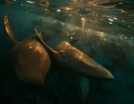 Two rays swim together in the clear ocean water