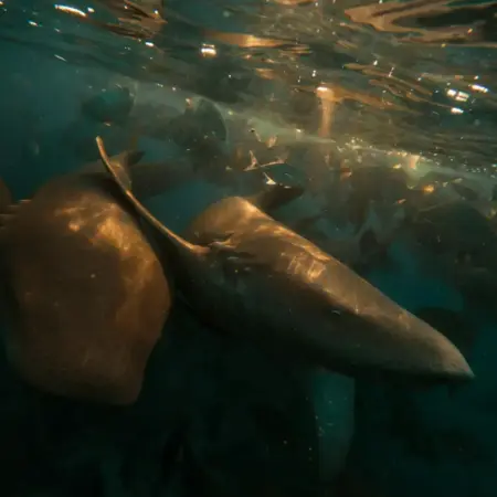 Two rays swim together in the clear ocean water