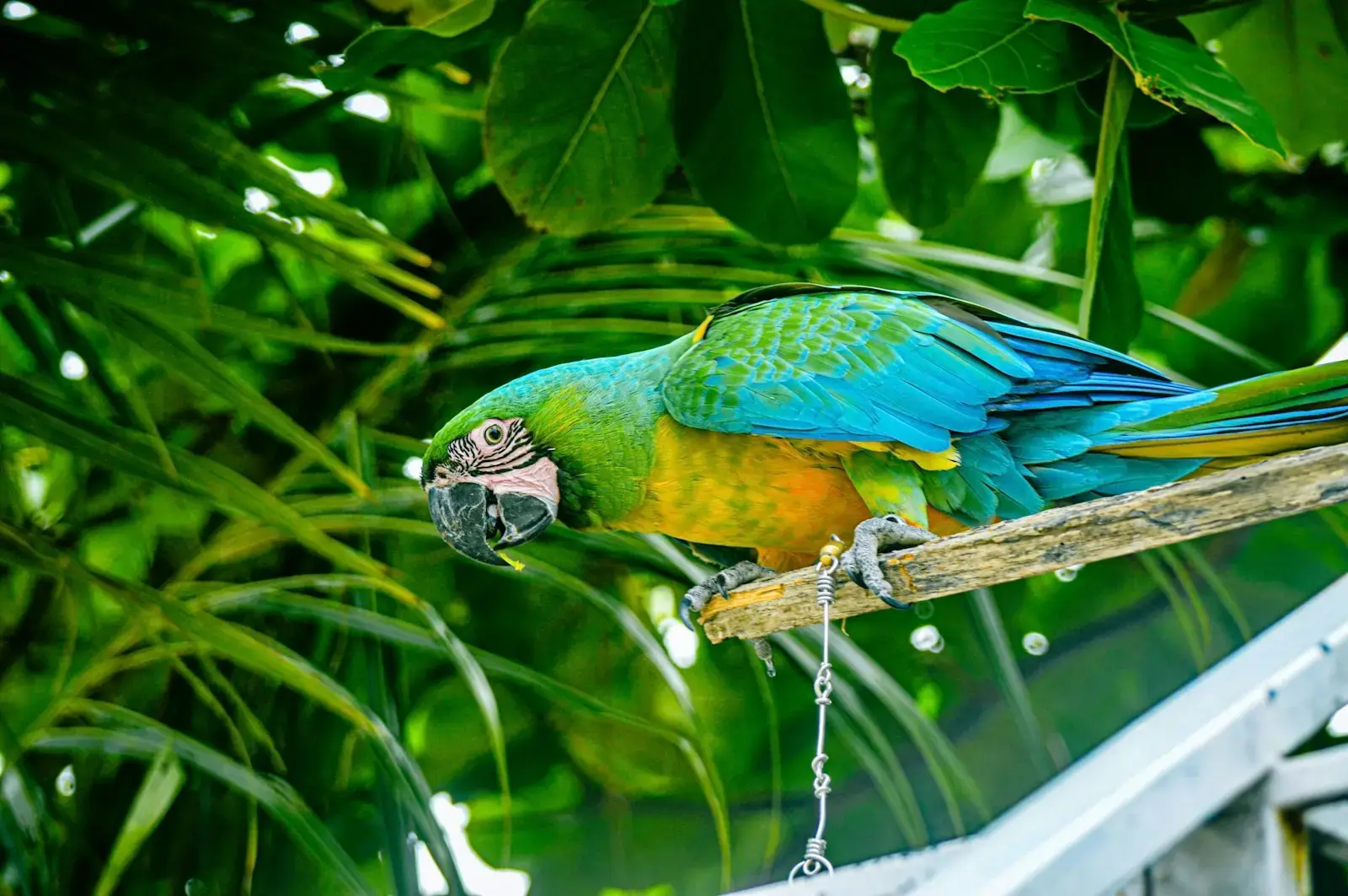 A colorful bird perched on top of a tree branch