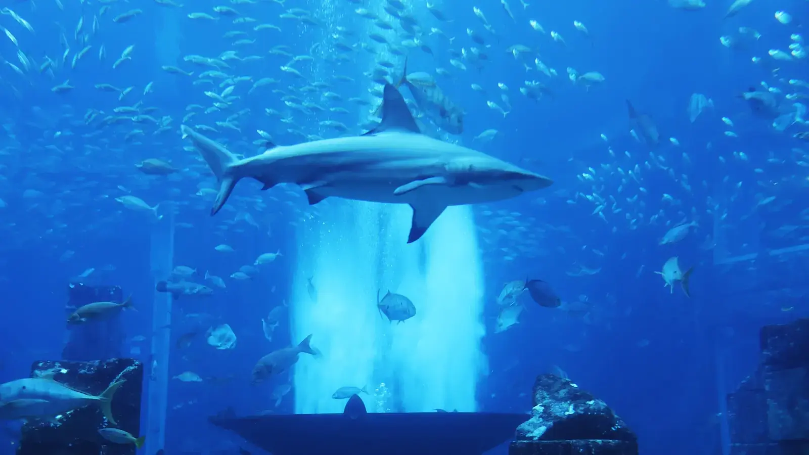 A shark swims through a blue aquarium.