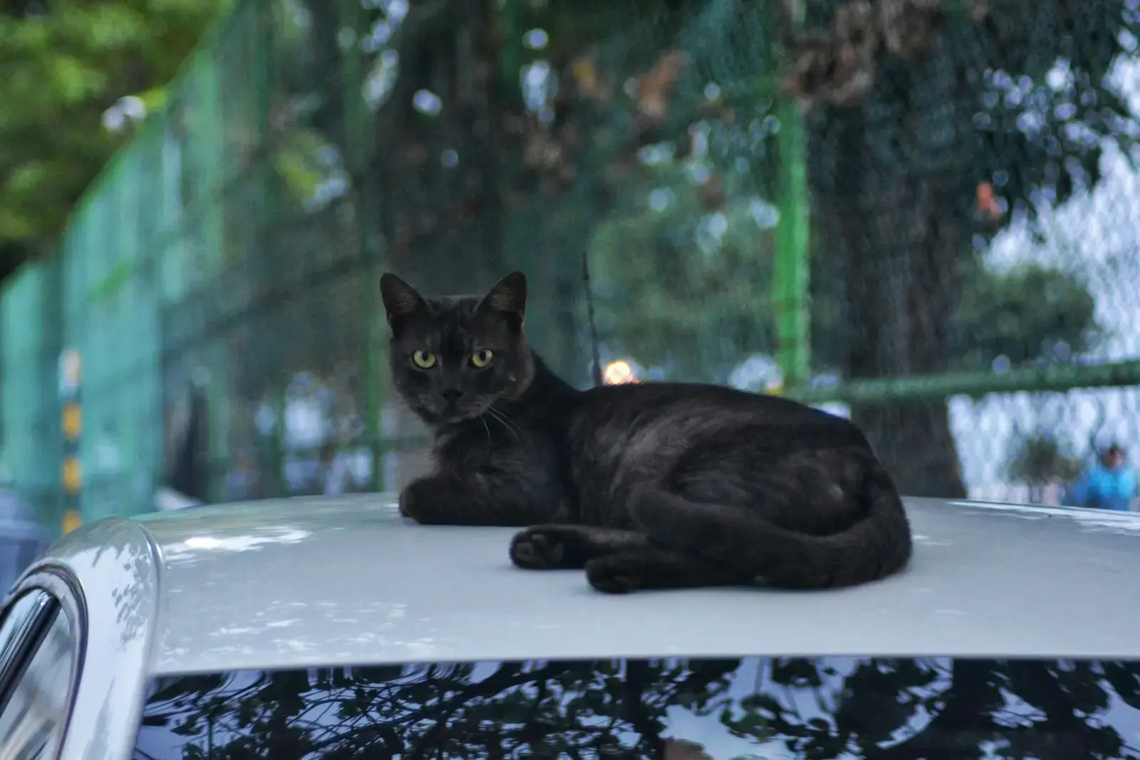 A black cat sitting on top of a car