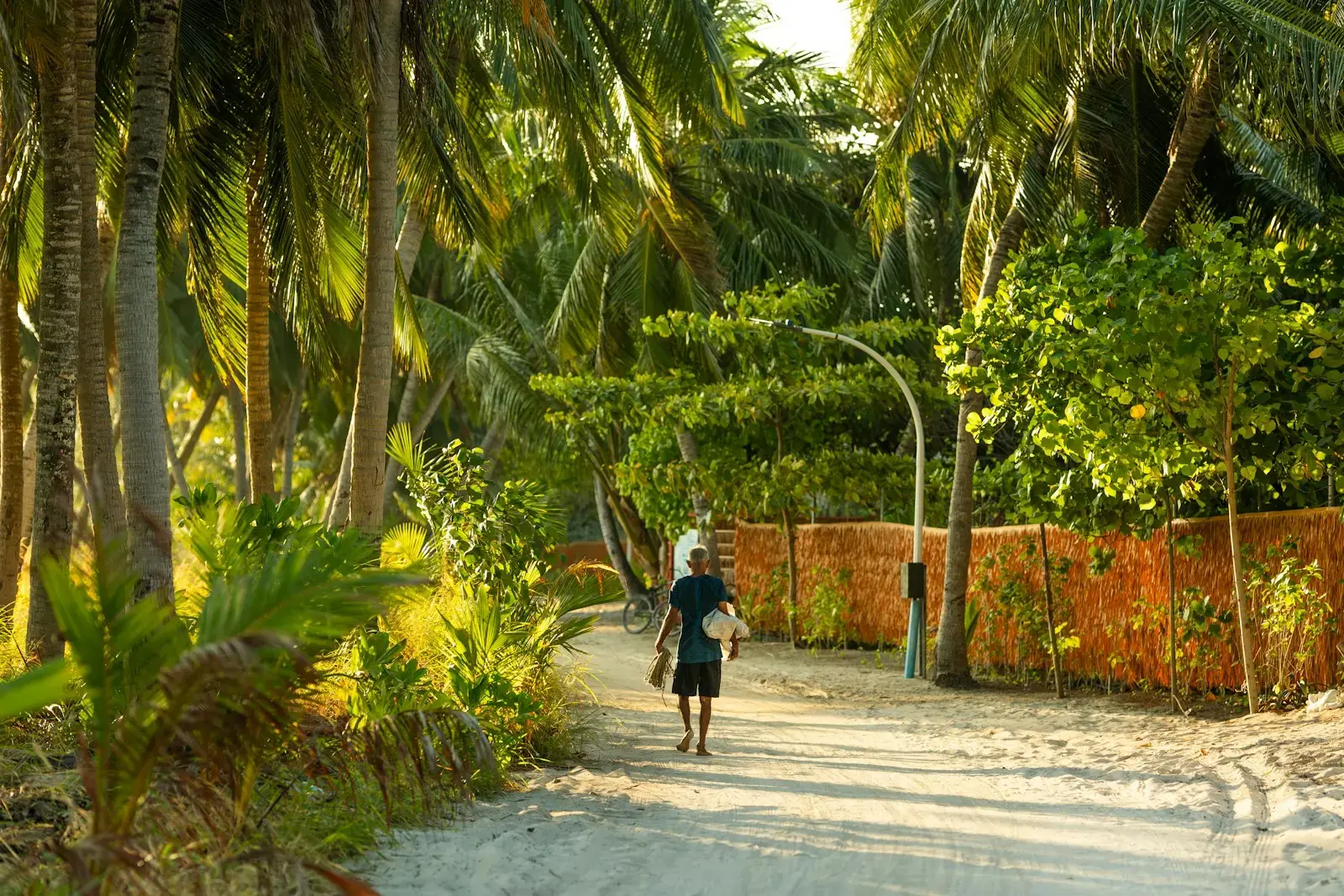 Person walking down a tropical palm-lined road