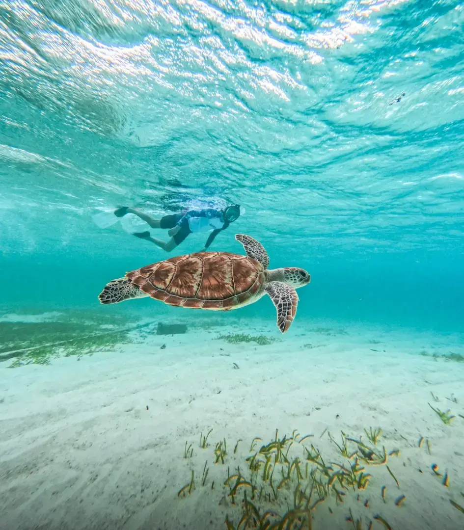 A sea turtle swims near a snorkeler underwater